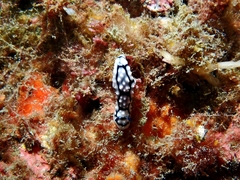 Phyllidiella