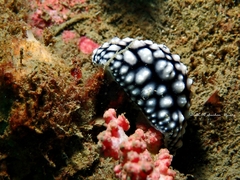 Phyllidiella