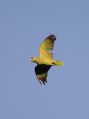 Amazona finschi