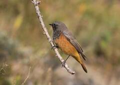 Phoenicurus ochruros phoenicuroides