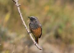 Phoenicurus ochruros phoenicuroides