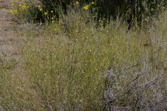 Monechma spartioides