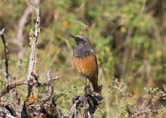 Phoenicurus ochruros phoenicuroides