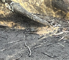 Sericornis frontalis frontalis