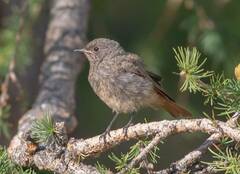 Phoenicurus ochruros phoenicuroides