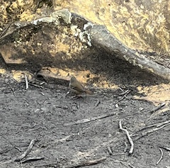 Sericornis frontalis frontalis