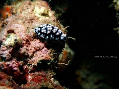 Phyllidiella