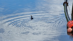 Phalacrocorax sulcirostris