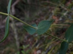 Veronica perfoliata