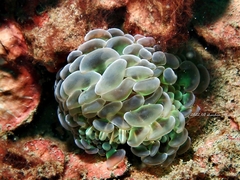 Fimbriaphyllia ancora