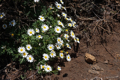 Argyranthemum hierrense
