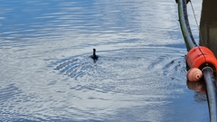 Phalacrocorax sulcirostris