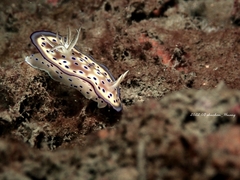 Goniobranchus kuniei