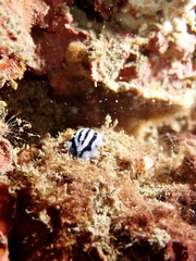 Nudibranchia