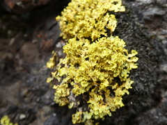 Vulpicida juniperinus