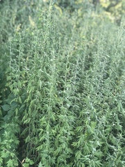 Artemisia