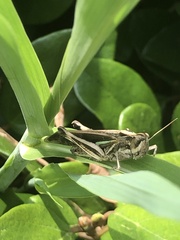 Aiolopus thalassinus tamulus