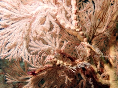 Melithaea