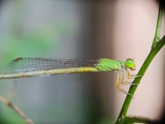 Ceriagrion coromandelianum