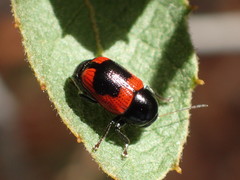 Cryptocephalus notatus