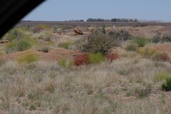 Monechma spartioides