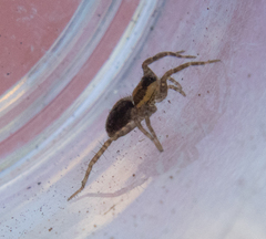 Pardosa
