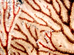 Melithaea