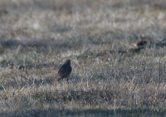Phoenicurus ochruros phoenicuroides