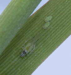 Rhopalosiphina
