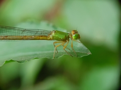 Ceriagrion coromandelianum