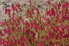 Hermannia stricta