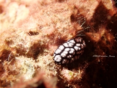 Phyllidiella