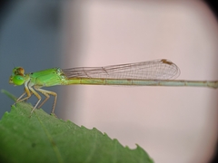 Ceriagrion coromandelianum