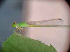 Ceriagrion coromandelianum