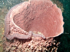 Heteroscleromorpha