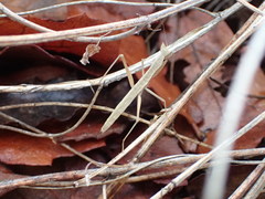 Yersiniops solitarius