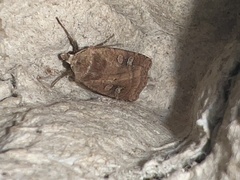 Diarsia rubi