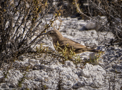 Upucerthia dumetaria