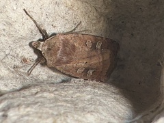 Diarsia rubi