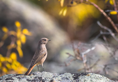 Phoenicurus ochruros phoenicuroides