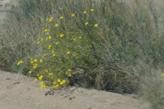 Osteospermum microcarpum