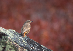 Phoenicurus ochruros phoenicuroides