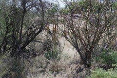 Aloe gariepensis