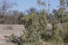 Tamarix