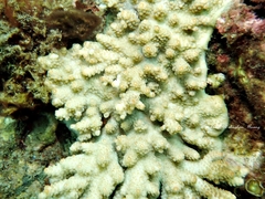 Acropora