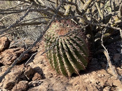 Ferocactus peninsulae