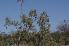 Tamarix