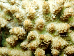 Acropora