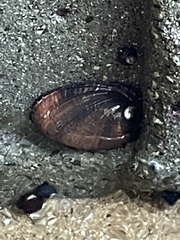 Haliotis cracherodii