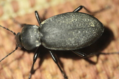 Carabus coriaceus